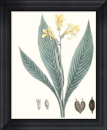 Framed Soft Tropical IV Print