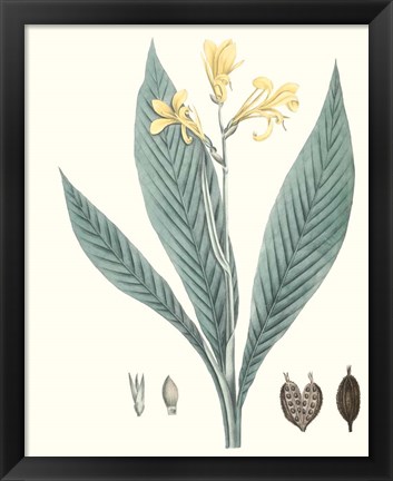 Framed Soft Tropical IV Print