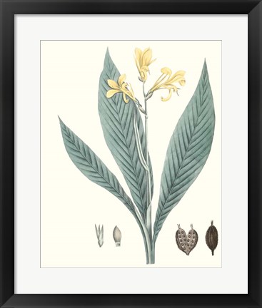 Framed Soft Tropical IV Print