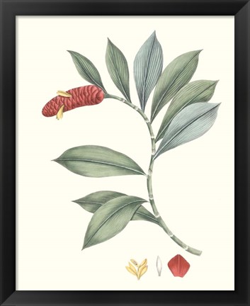 Framed Soft Tropical VI Print