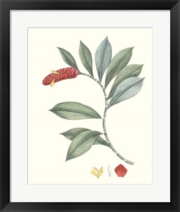 Framed Soft Tropical VI Print