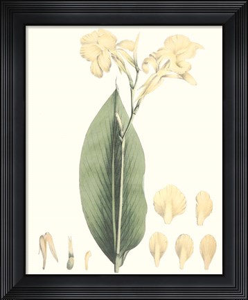 Framed Soft Tropical VII Print