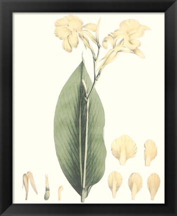 Framed Soft Tropical VII Print