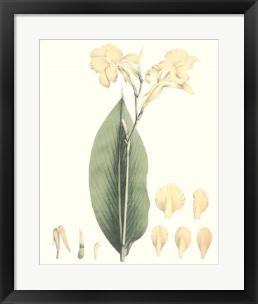 Framed Soft Tropical VII Print