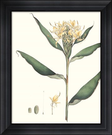 Framed Soft Tropical VIII Print