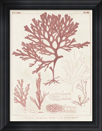 Framed Antique Coral Seaweed II Print