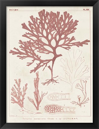 Framed Antique Coral Seaweed II Print