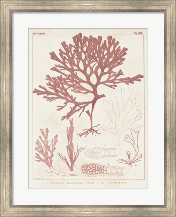 Framed Antique Coral Seaweed II Print