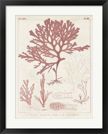 Framed Antique Coral Seaweed II Print