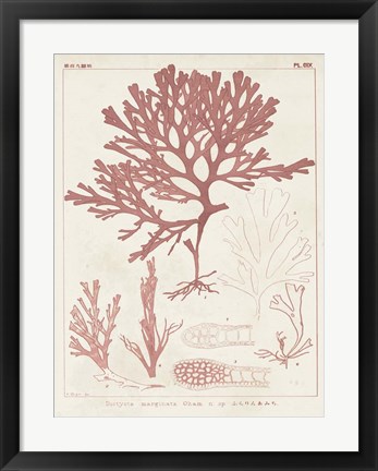 Framed Antique Coral Seaweed II Print