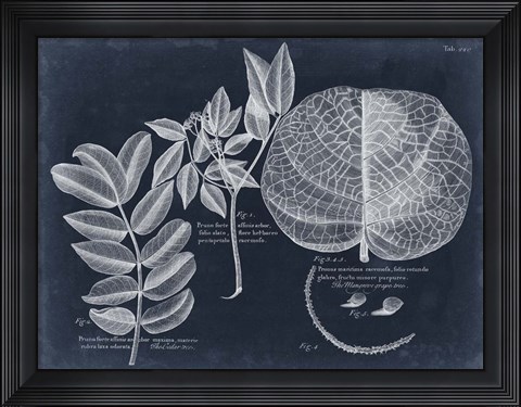 Framed Foliage on Navy I Print