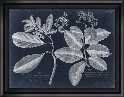 Framed Foliage on Navy IV Print