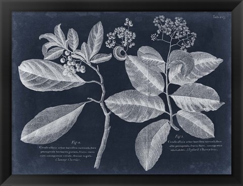 Framed Foliage on Navy IV Print