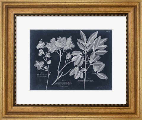 Framed Foliage on Navy VI Print
