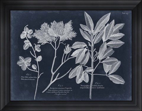 Framed Foliage on Navy VI Print