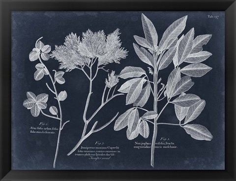 Framed Foliage on Navy VI Print