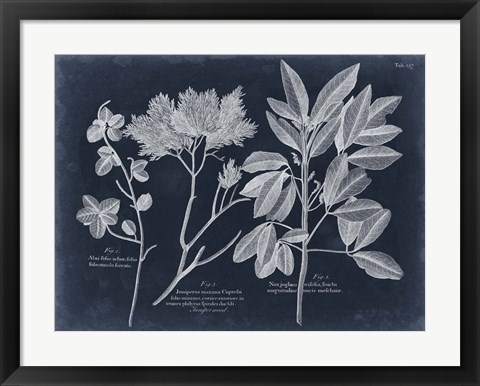 Framed Foliage on Navy VI Print