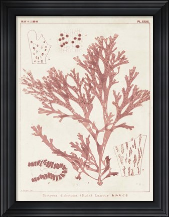 Framed Antique Coral Seaweed I Print