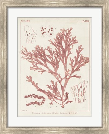 Framed Antique Coral Seaweed I Print