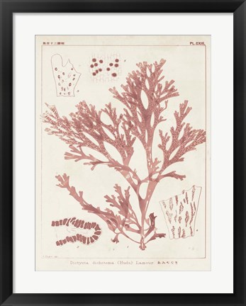 Framed Antique Coral Seaweed I Print