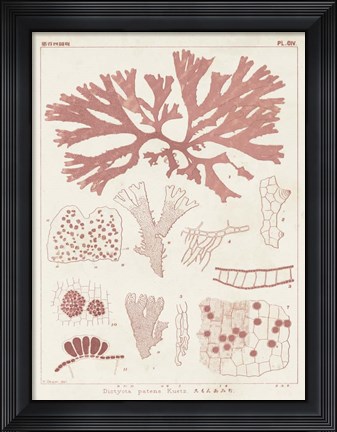 Framed Antique Coral Seaweed III Print