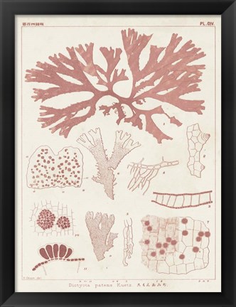 Framed Antique Coral Seaweed III Print