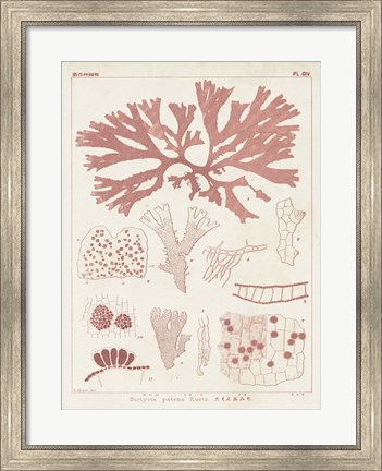 Framed Antique Coral Seaweed III Print