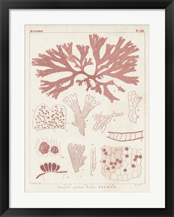 Framed Antique Coral Seaweed III Print