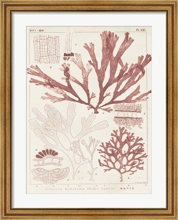 Framed Antique Coral Seaweed IV Print