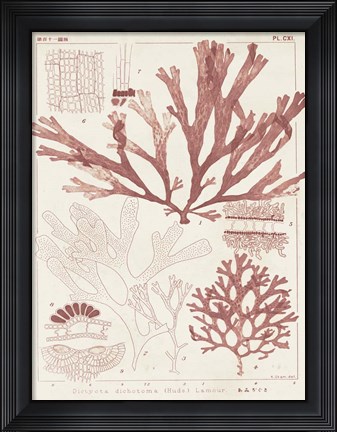 Framed Antique Coral Seaweed IV Print