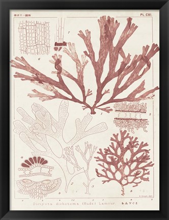 Framed Antique Coral Seaweed IV Print