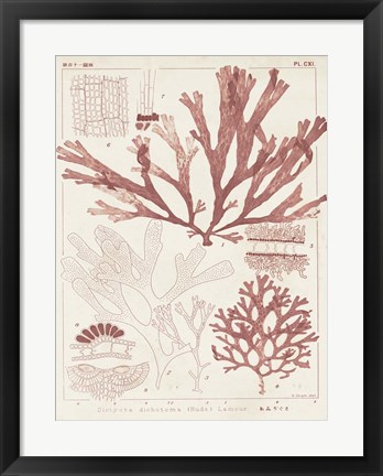 Framed Antique Coral Seaweed IV Print