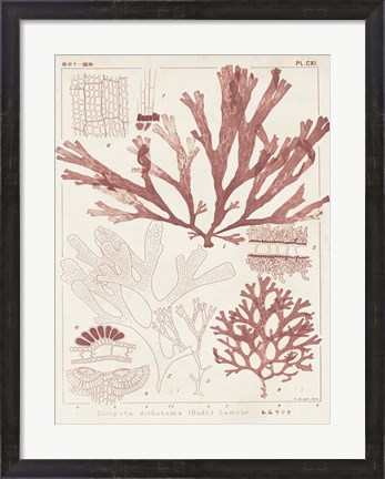 Framed Antique Coral Seaweed IV Print