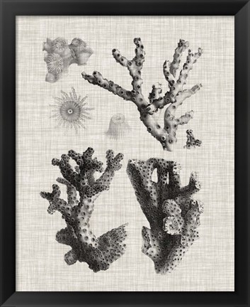 Framed Coral Specimen I Print