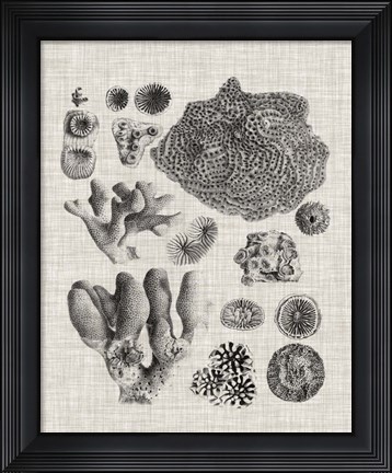 Framed Coral Specimen II Print