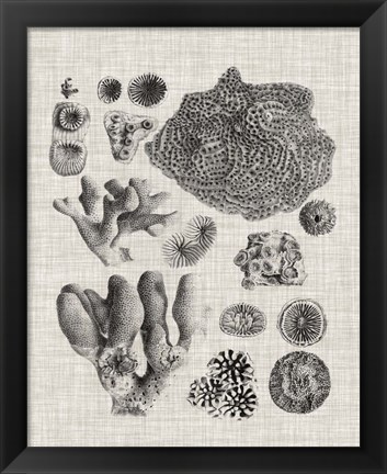 Framed Coral Specimen II Print