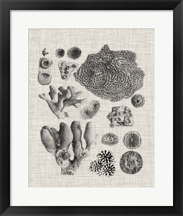 Framed Coral Specimen II Print