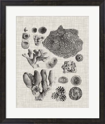 Framed Coral Specimen II Print