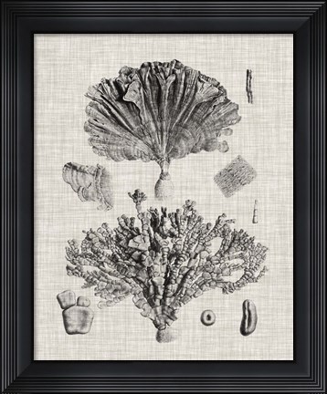 Framed Coral Specimen III Print