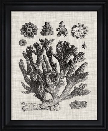 Framed Coral Specimen IV Print