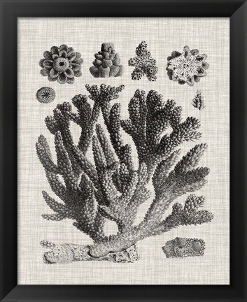 Framed Coral Specimen IV Print