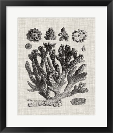 Framed Coral Specimen IV Print