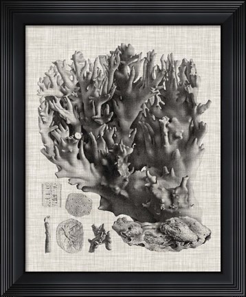 Framed Coral Specimen V Print