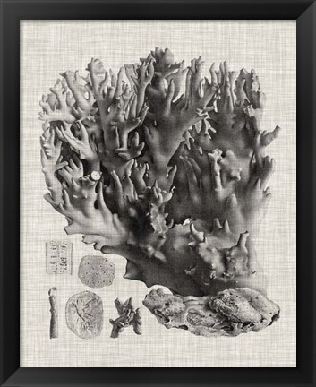 Framed Coral Specimen V Print