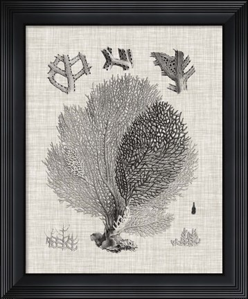 Framed Coral Specimen VI Print