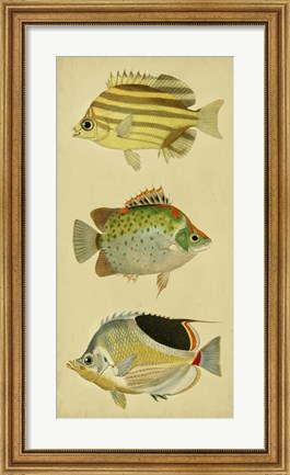 Framed Trio of Tropical Fish I Print