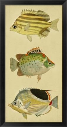 Framed Trio of Tropical Fish I Print