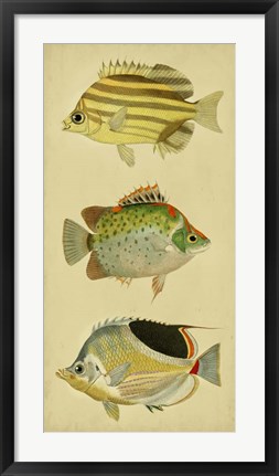 Framed Trio of Tropical Fish I Print