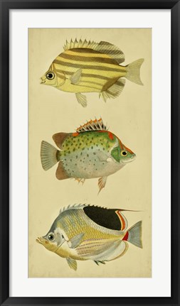 Framed Trio of Tropical Fish I Print