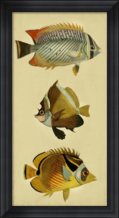 Framed Trio of Tropical Fish II Print